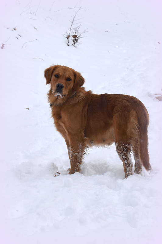 Golden Retriever