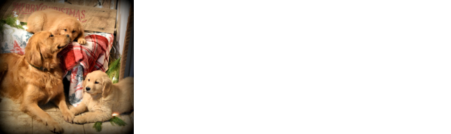 Highland Breezes Golden retrievers